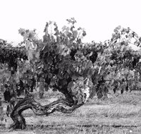 Smallfry wines cellar door - Accommodation Whitsundays