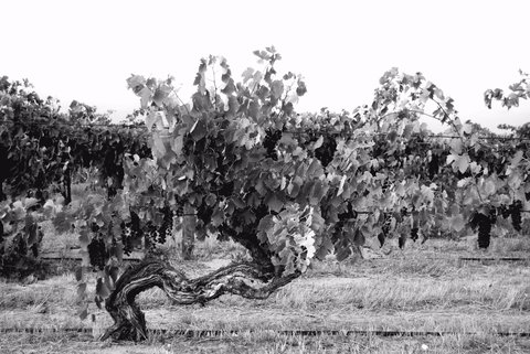 Smallfry Wines Cellar Door - Accommodation Whitsundays 0