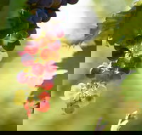 Raleigh Winery - Accommodation Whitsundays