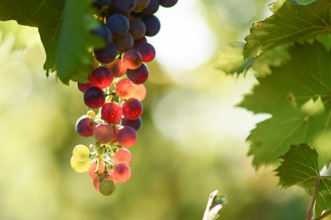 Raleigh Winery - Accommodation Whitsundays 0