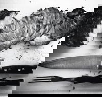 The Queensland Hotel - Accommodation Whitsundays