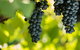 Garden & Field Wines - thumb 0
