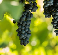 Garden  Field Wines - Accommodation Whitsundays