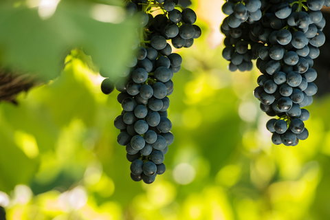 Garden & Field Wines - Accommodation Whitsundays 0