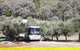 L'Oliveraie Olive Grove - thumb 2
