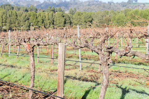 Paisley Wines - Accommodation Whitsundays 2