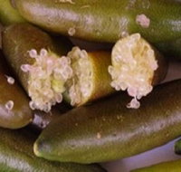 Sandy Creek Olives and Finger Limes - Accommodation Whitsundays