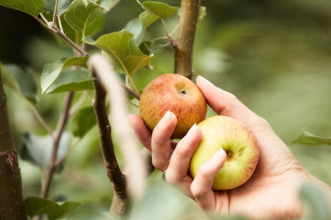 St Ronan's Cider - Accommodation Whitsundays 0