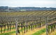 Clovely Estate Vineyard Cellar Door - thumb 2