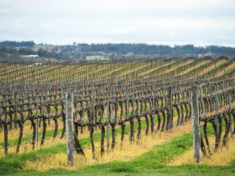 Clovely Estate Vineyard Cellar Door - Accommodation Whitsundays 2