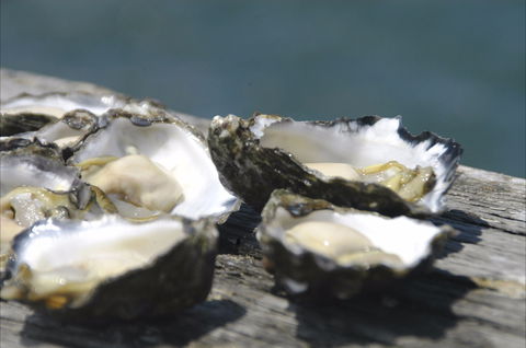 Jim Wild's Oyster Service - Accommodation Whitsundays 0