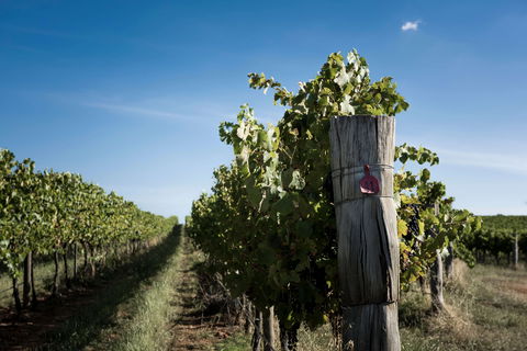 Tamburlaine Organic Wines Millthorpe Cellar Door - Accommodation Whitsundays 2