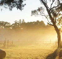 Spot Pea - Accommodation Whitsundays