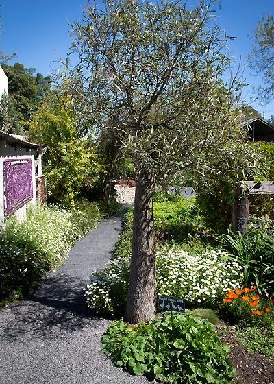 Ducks In The Field - Accommodation Whitsundays 8