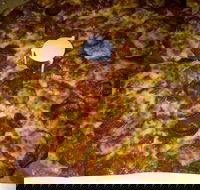 Pizza Riviera - Accommodation Whitsundays