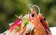 View Restaurant Peppers Noosa - thumb 4