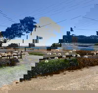 Penguin  Pardalote Coffee House - Accommodation Whitsundays