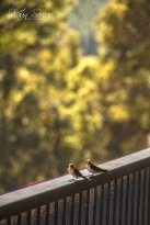 Harris River Estate Winery - Accommodation Whitsundays 1