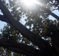 The Season Tree - Accommodation Whitsundays