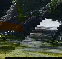 Footprints - Accommodation Whitsundays