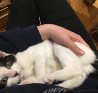 MeowMe Cafe - Accommodation Whitsundays