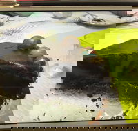 Baker Bear's Bakery - Accommodation Whitsundays