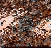 Qahwa Espresso Bar and Coffee Roasters - Accommodation Whitsundays