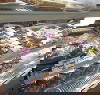 Maleny Seafoods - Accommodation Whitsundays