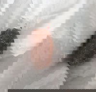 Alfie's - Accommodation Whitsundays