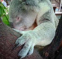 Champagne Bush Tucker Breakfast with the Koalas - Accommodation Whitsundays