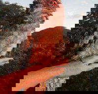 Cafe Anywhere - Accommodation Whitsundays