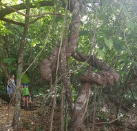 Foxy's Bar - Accommodation Whitsundays