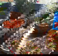 Island fruit Barn - Accommodation Whitsundays