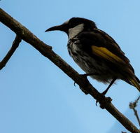 Ivy Cottage - Accommodation Whitsundays