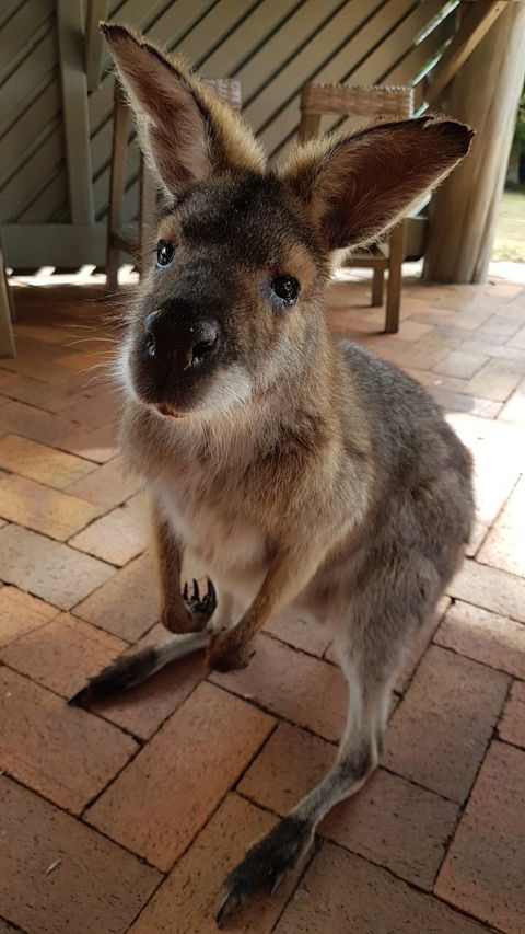 Poppies Cafe - Accommodation Whitsundays 2