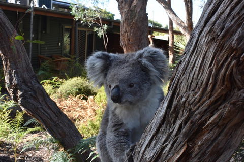 Kangaroo Island Wilderness Retreat - Accommodation Whitsundays 6