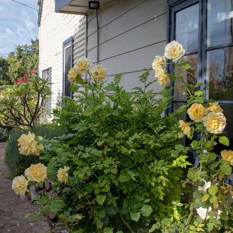 Haven Cottage Kangaroo Island - Accommodation Whitsundays 1