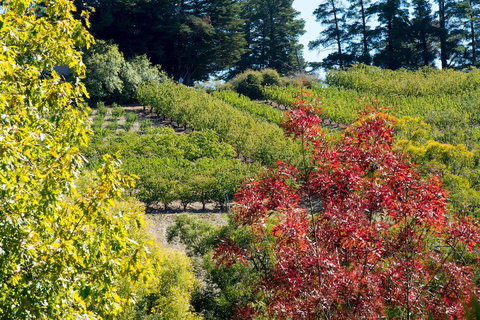 The Manor Basket Range - Accommodation Whitsundays 16