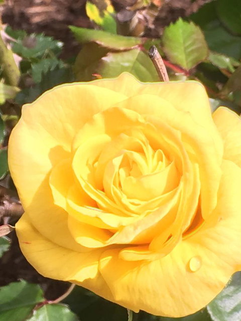 Wine And Roses Bed And Breakfast - Accommodation Whitsundays 41