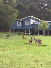 Book Denmark Accommodation Vacations Accommodation Whitsundays Accommodation Whitsundays