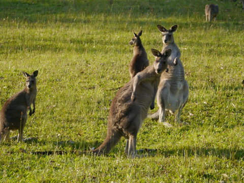 Dungowan Holiday Accommodation - Accommodation Whitsundays 27