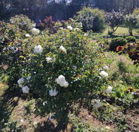 Carisbrook Country Retreat Motel - Accommodation Whitsundays