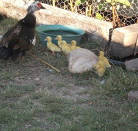 Corella Creek Country Farm Stay - Accommodation Whitsundays