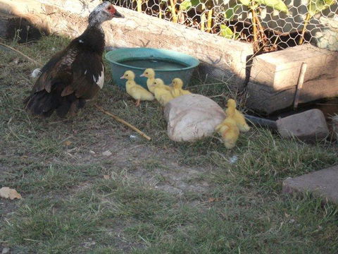 Corella Creek Country Farm Stay - Accommodation Whitsundays 0