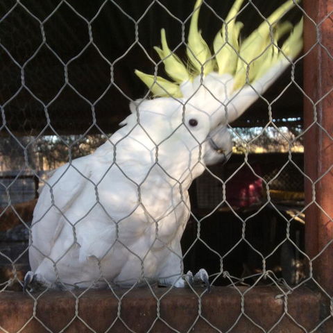 Corella Creek Country Farm Stay - Accommodation Whitsundays 3