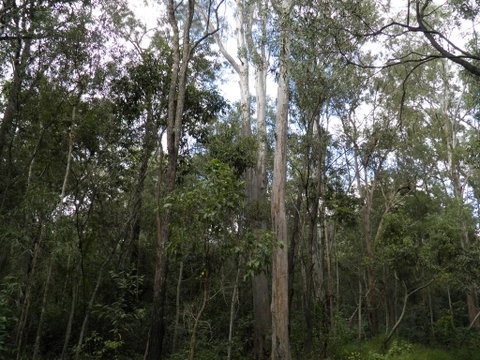 Coucals Cottage - Accommodation Whitsundays 3