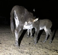 Donkey Tales Farm Cottages - Accommodation Whitsundays
