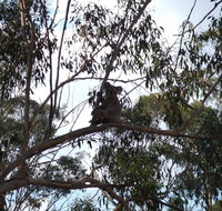 Escape to the Country - Enjoy the firepit or explore magical Bunya Mountains - Accommodation Whitsundays