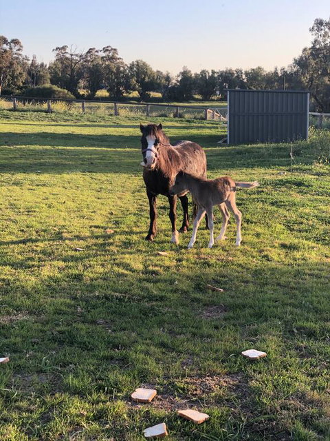 Gibbagunyah Manor - Accommodation Whitsundays 1