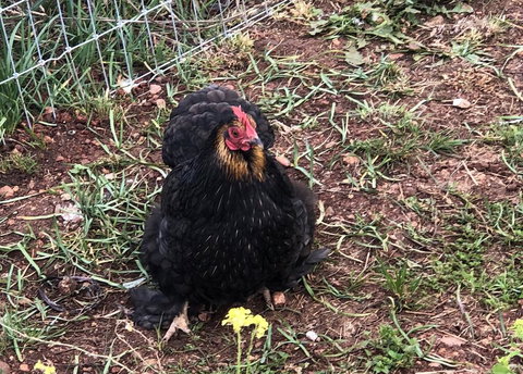 Gibbagunyah Manor - Accommodation Whitsundays 2
